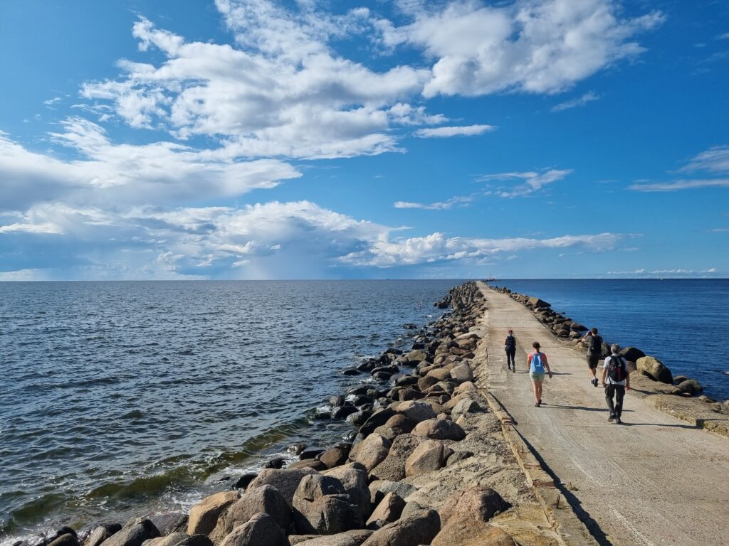 Pine forest trail along the Riga seaside