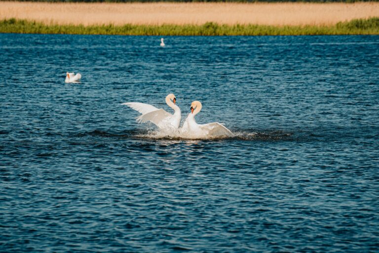 Wildlife of Liepāja: Two Mute Swans create splashes on water.