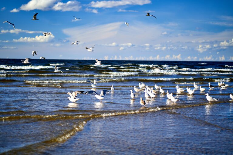 Seagulls soaring over the Baltic Sea at Jūrmala Beach. A beautiful scene from Latvia's coastal paradise