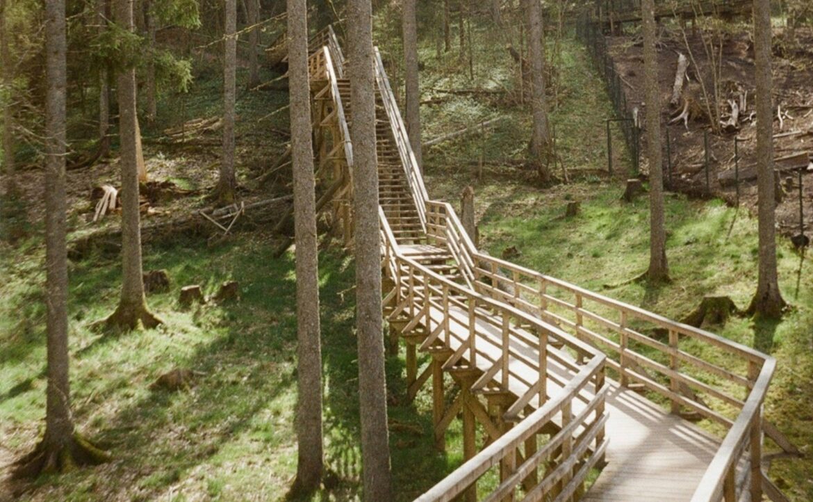 Wooden walkway and steps through forest in Ligatne, Latvia