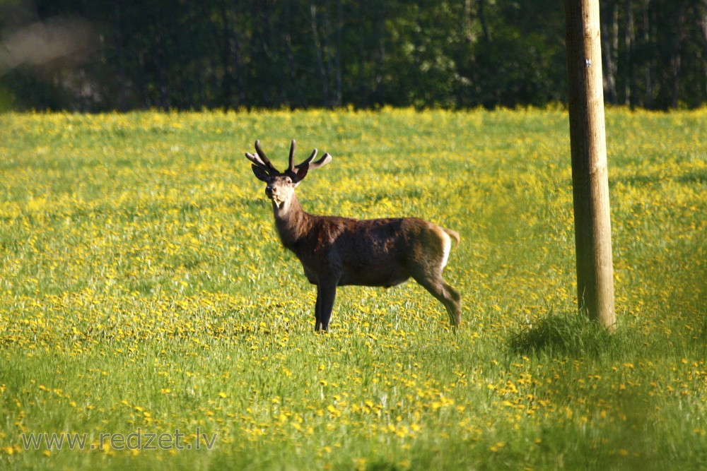 Wildlife Watching in Latvia: Where to Spot Rare Animals