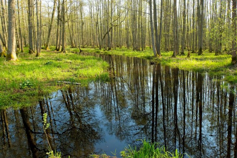Best Outdoor Activities and Nature Parks Around Riga