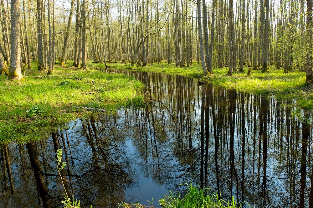 Best Outdoor Activities and Nature Parks Around Riga