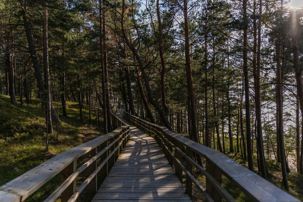 Forest Bathing in Latvia: Where Nature Heals the Soul