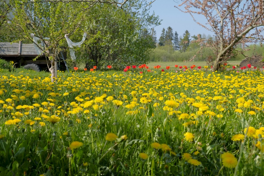 Latvia Urban Gardens: Community Farming in Riga and Beyond