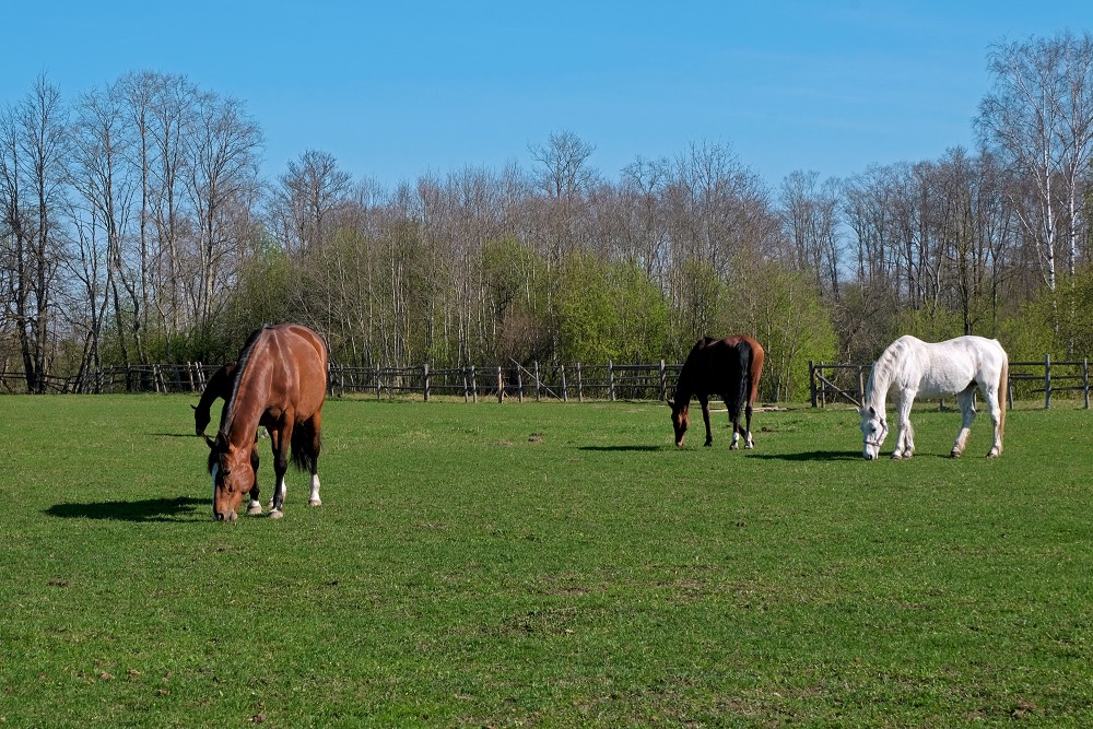 Latvia’s Horseback Adventures: Ride Through Nature and History