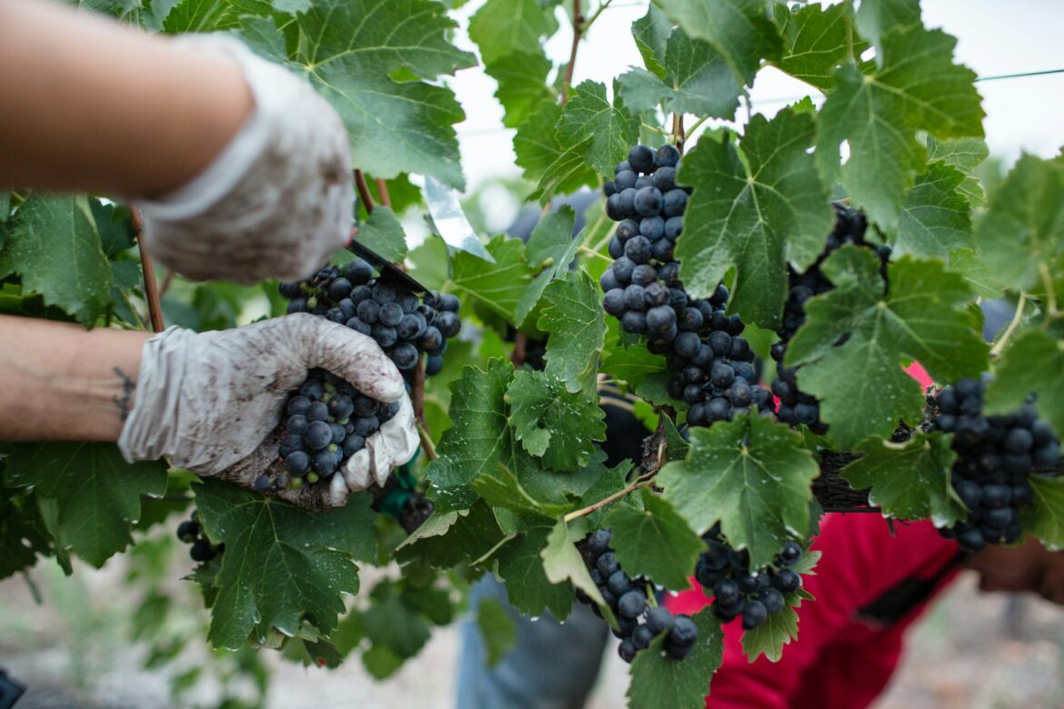 Latvian Wine Harvest: Discover the Unique Wine Culture Blossoming in the Baltics